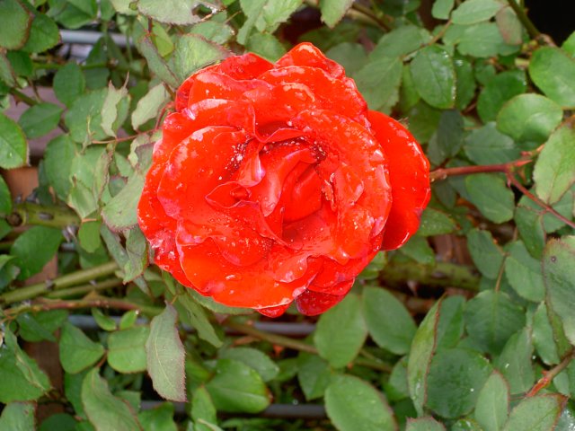 Photograph