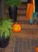 scottandsusansjackolantern_small.jpg