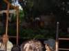 dland065_small.jpg