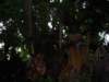 dland068_small.jpg